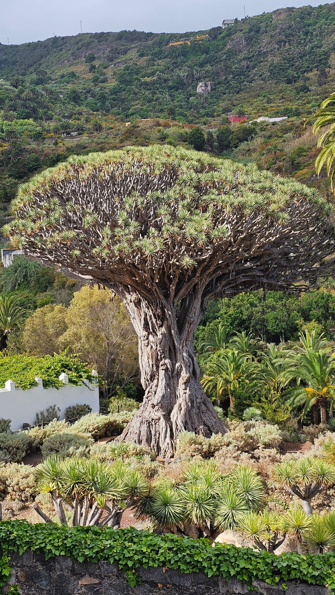 Dragon Tree North Tenerife Dragon Tree North Tenerife