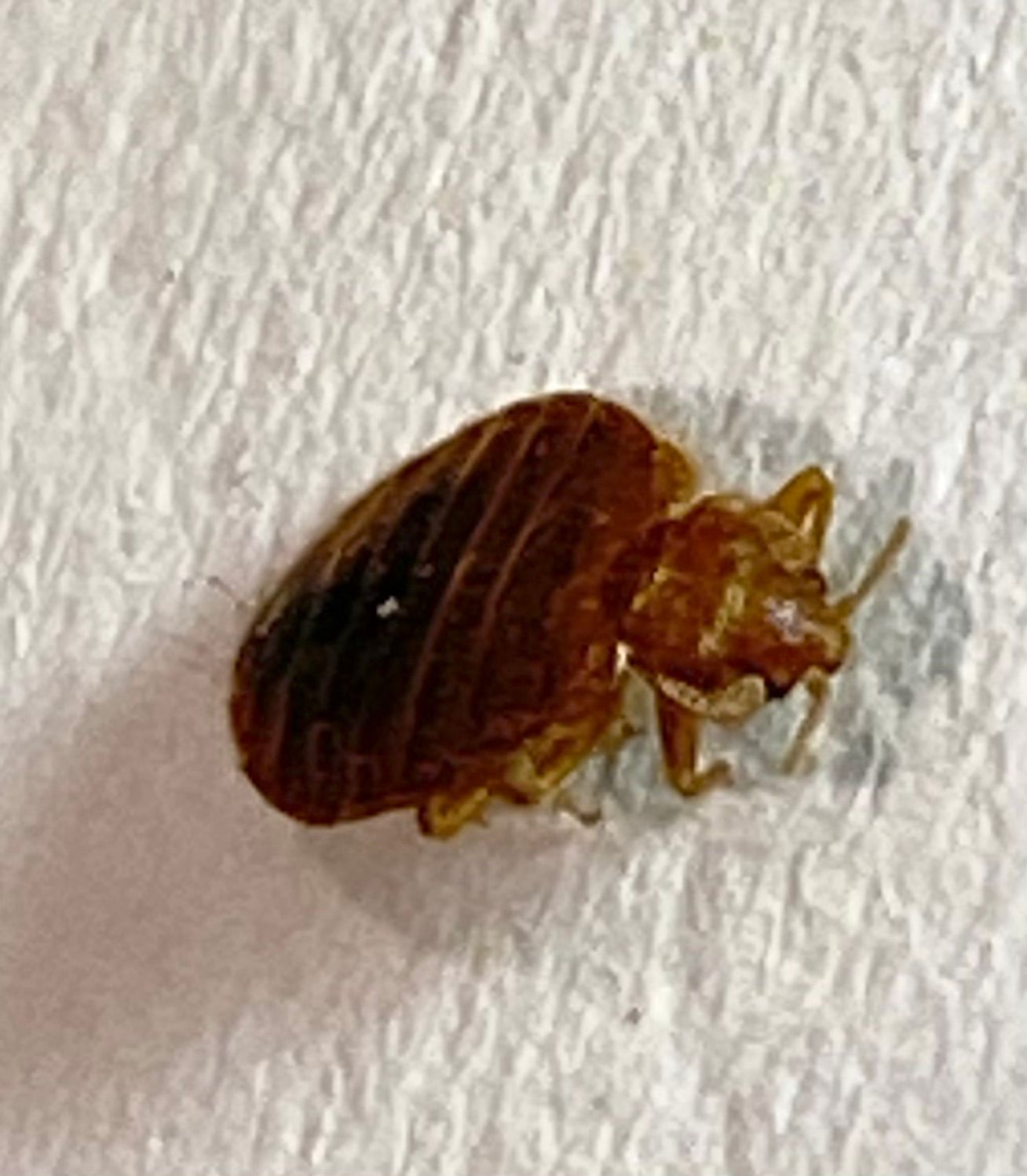 closeup of a bed bug on white textured background 