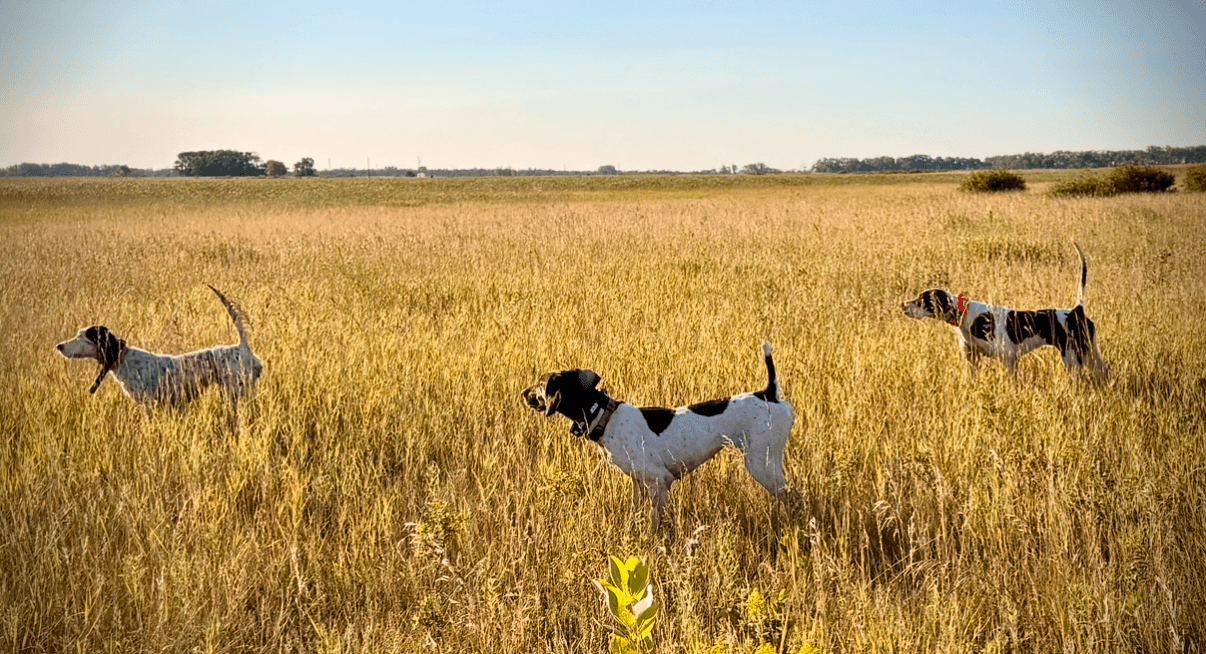 Liver and White Female GSP on point in North Dakota field with 2 English Pointers. Liver and White Female GSP on point in North Dakota field with 2 English Pointers.
