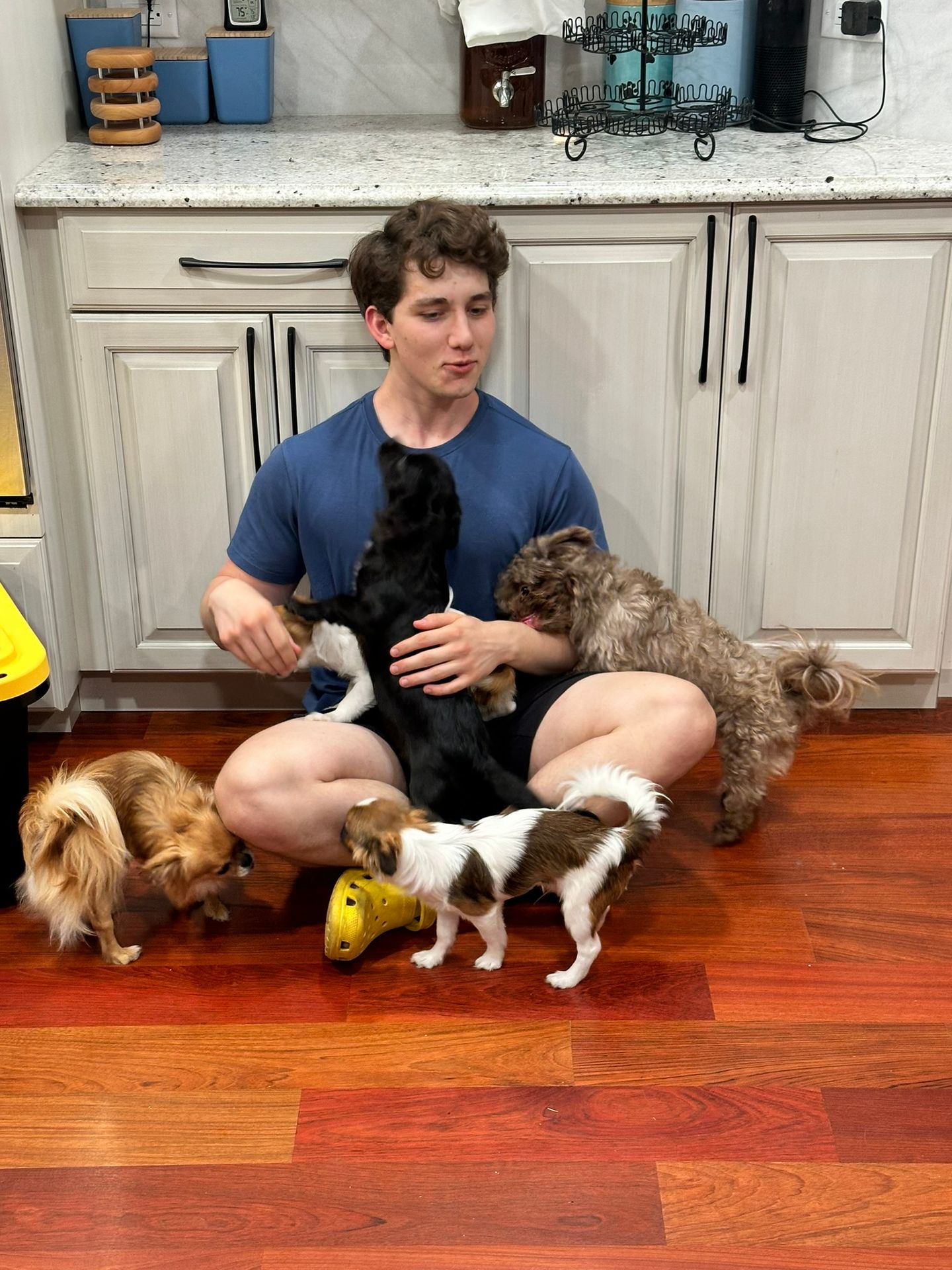 Miki puppy meeting family Miki puppy meeting family