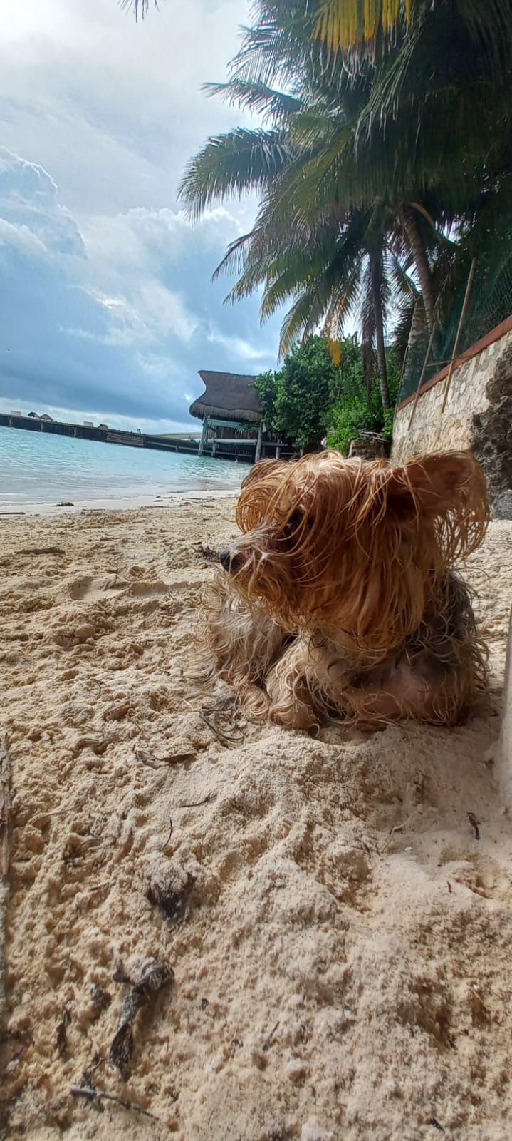 salty dog beach mexico salty dog beach mexico