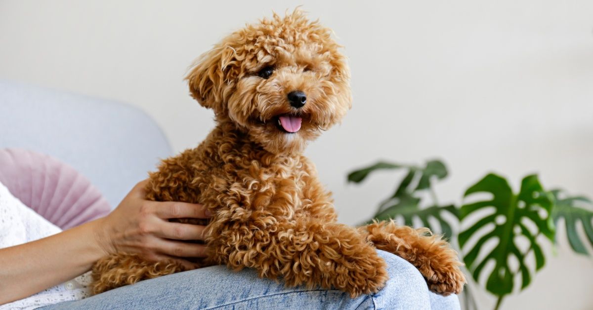 Close-up of a fluffy light brown toy poodle with curly fur sitting on someone’s lap with plants in the background. Close-up of a fluffy light brown toy poodle with curly fur sitting on someone’s lap with plants in the background.