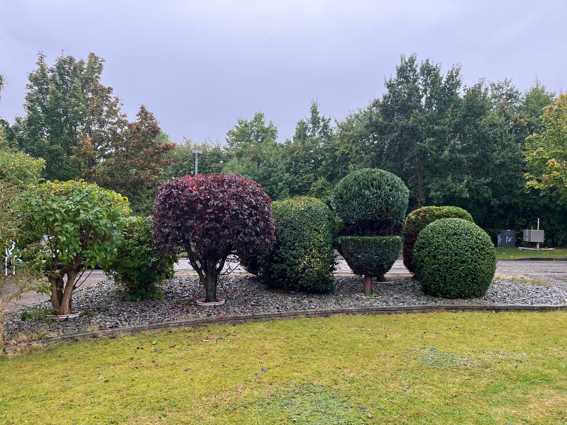 landscape trees