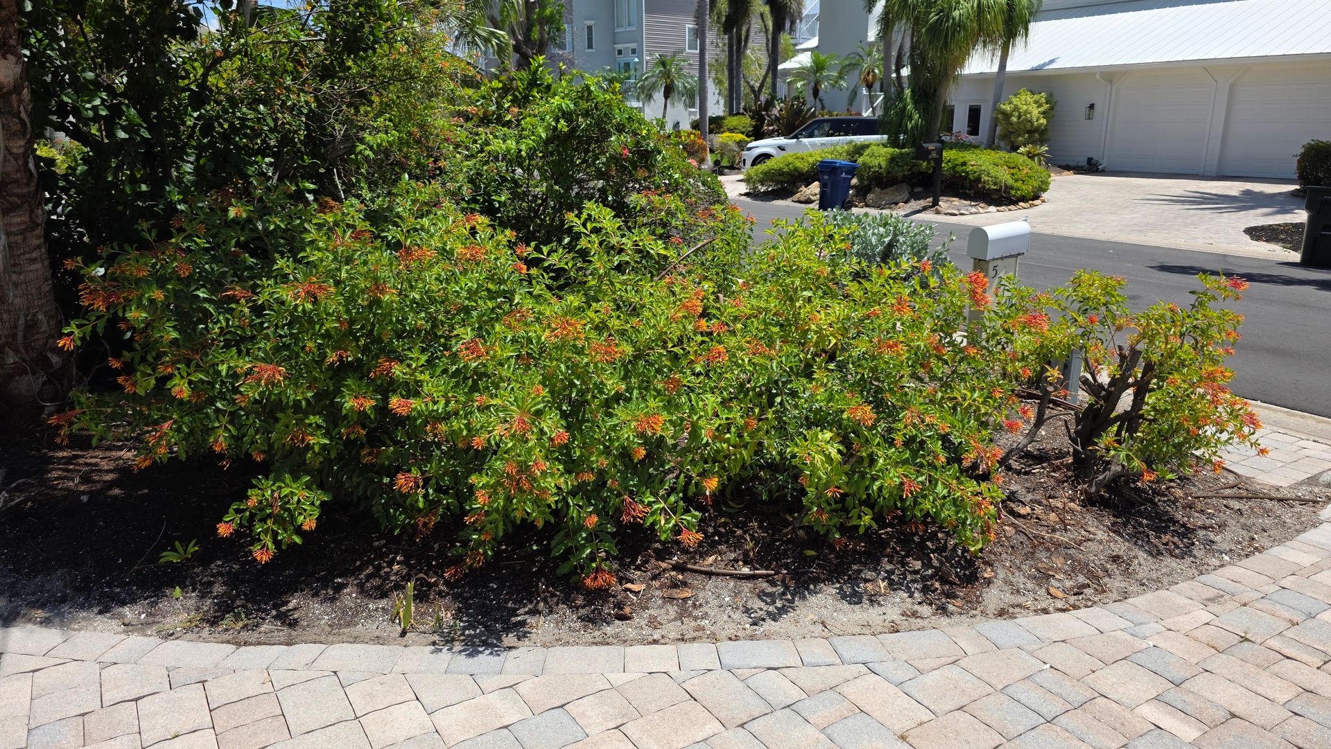 Firebush shrubs recovering after hurricane saltwater flooding and hard pruning in Sarasota Florida Firebush shrubs recovering after hurricane saltwater flooding and hard pruning in Sarasota Florida