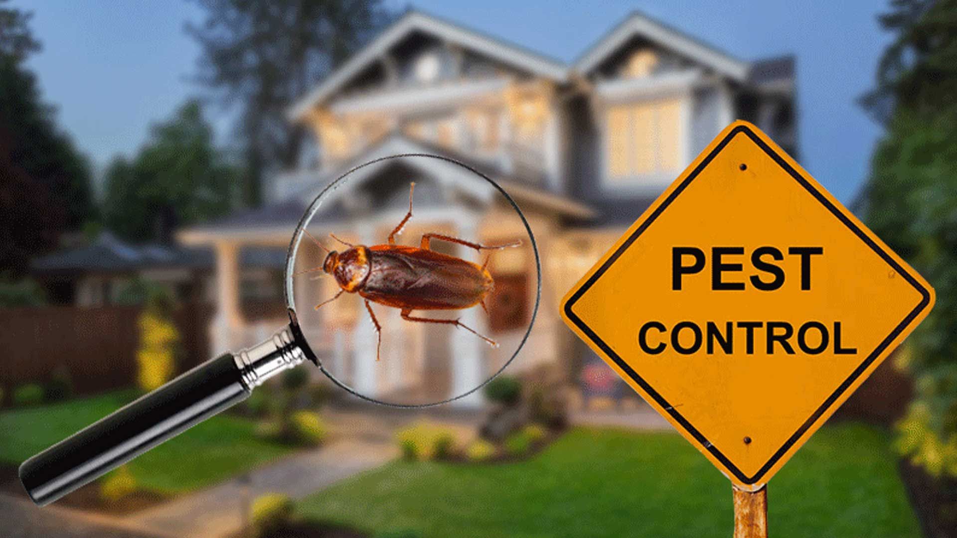 “Comparison of professional pest control vs DIY pest removal” “Comparison of professional pest control vs DIY pest removal”