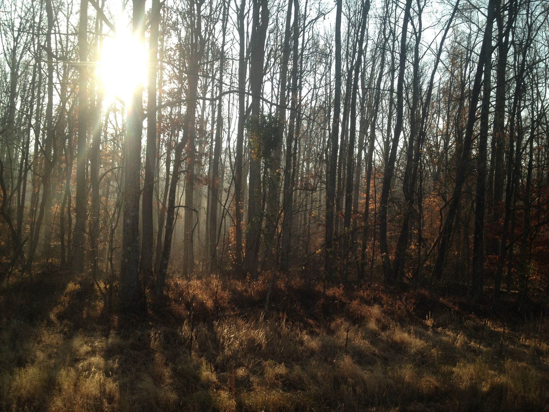 “Sunlight streaming through tall bare trees in a quiet autumn forest”
