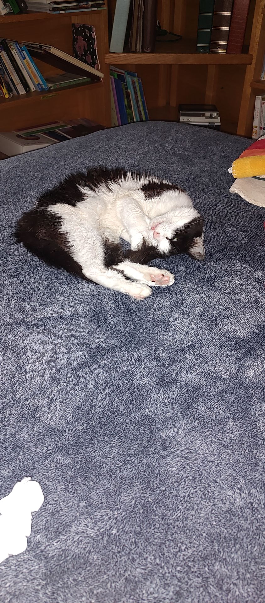 Cat Sleeping