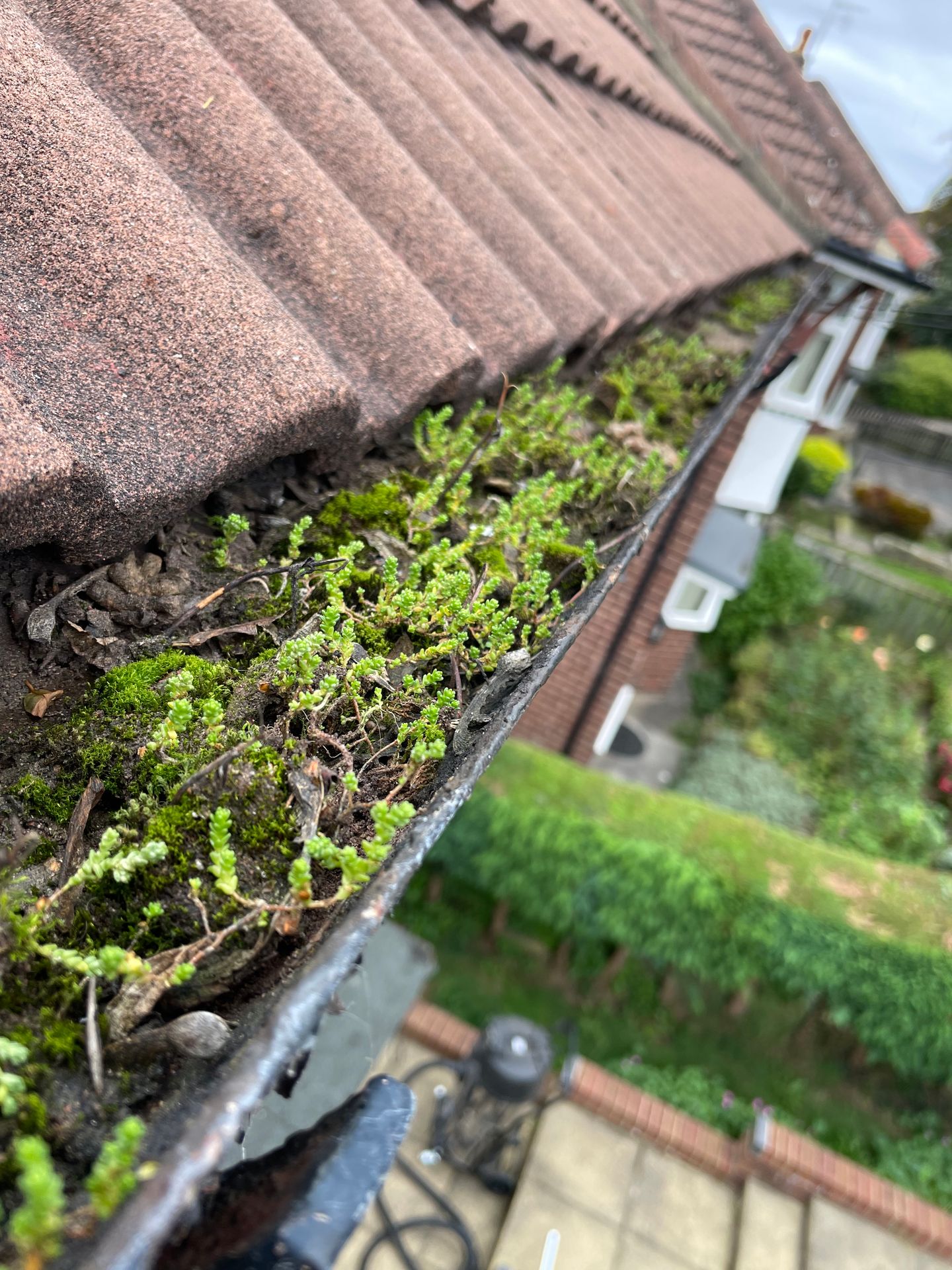 Blocked gutters full of leaves and plants growing