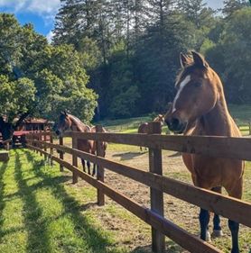 dominican republic horse riding dominican republic horse riding