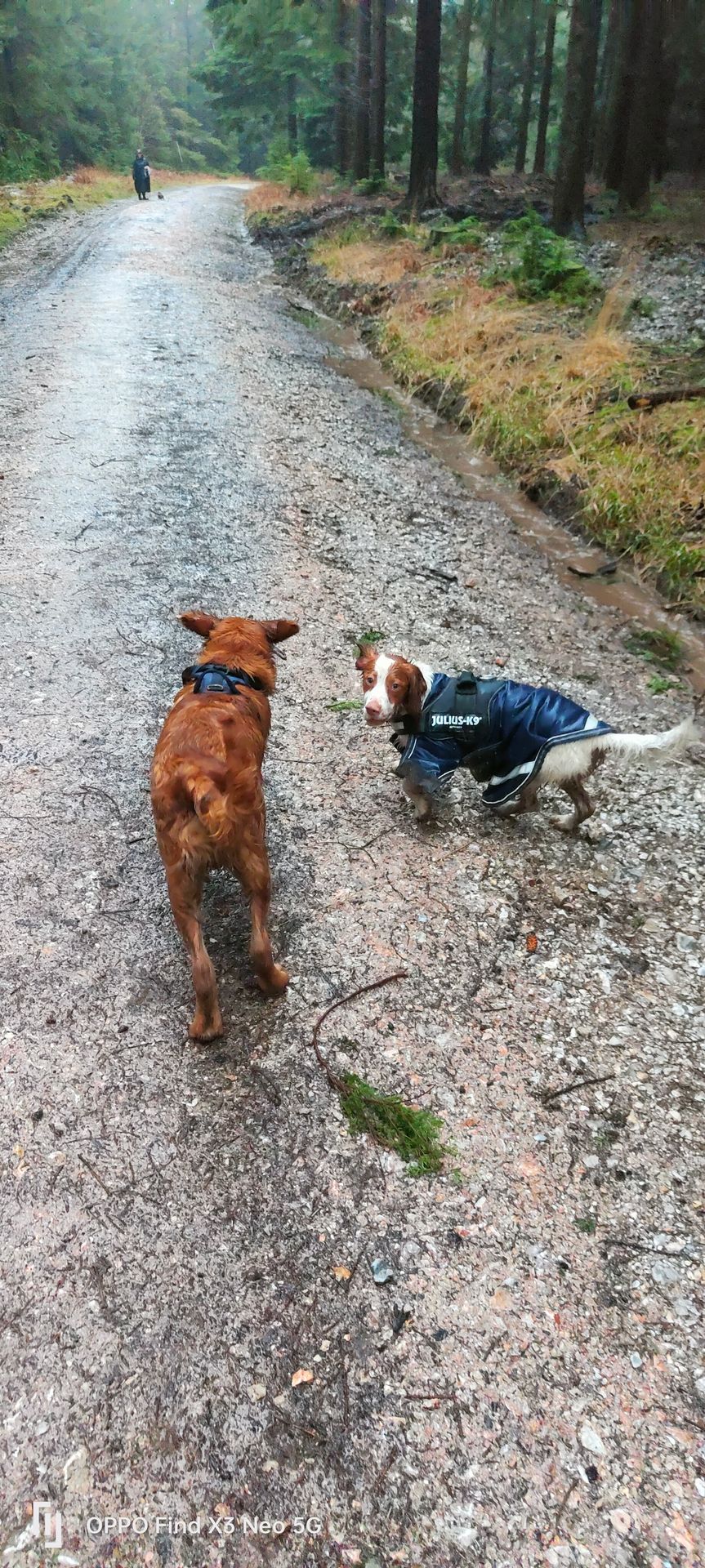 dog walking mud