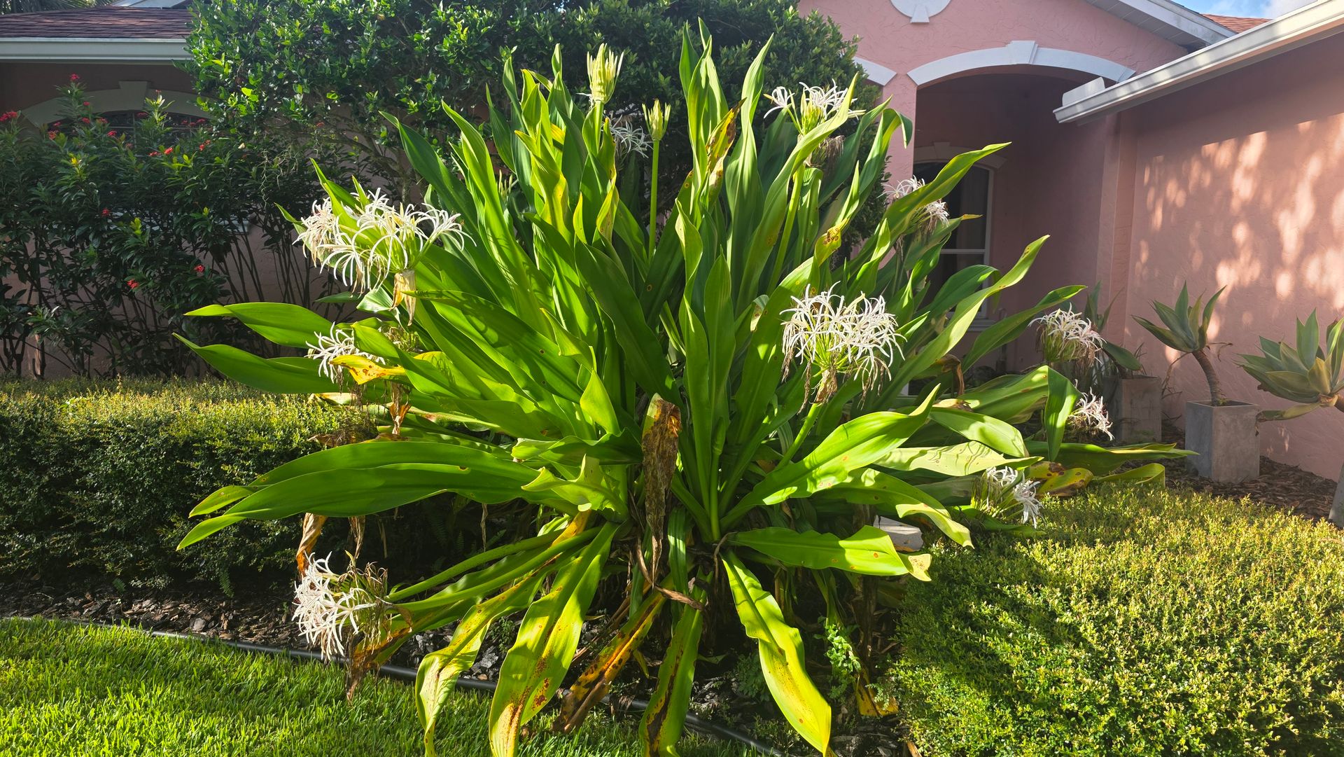 Large Giant Crinum used as a tropical accent in a Sarasota residential landscape Large Giant Crinum used as a tropical accent in a Sarasota residential landscape