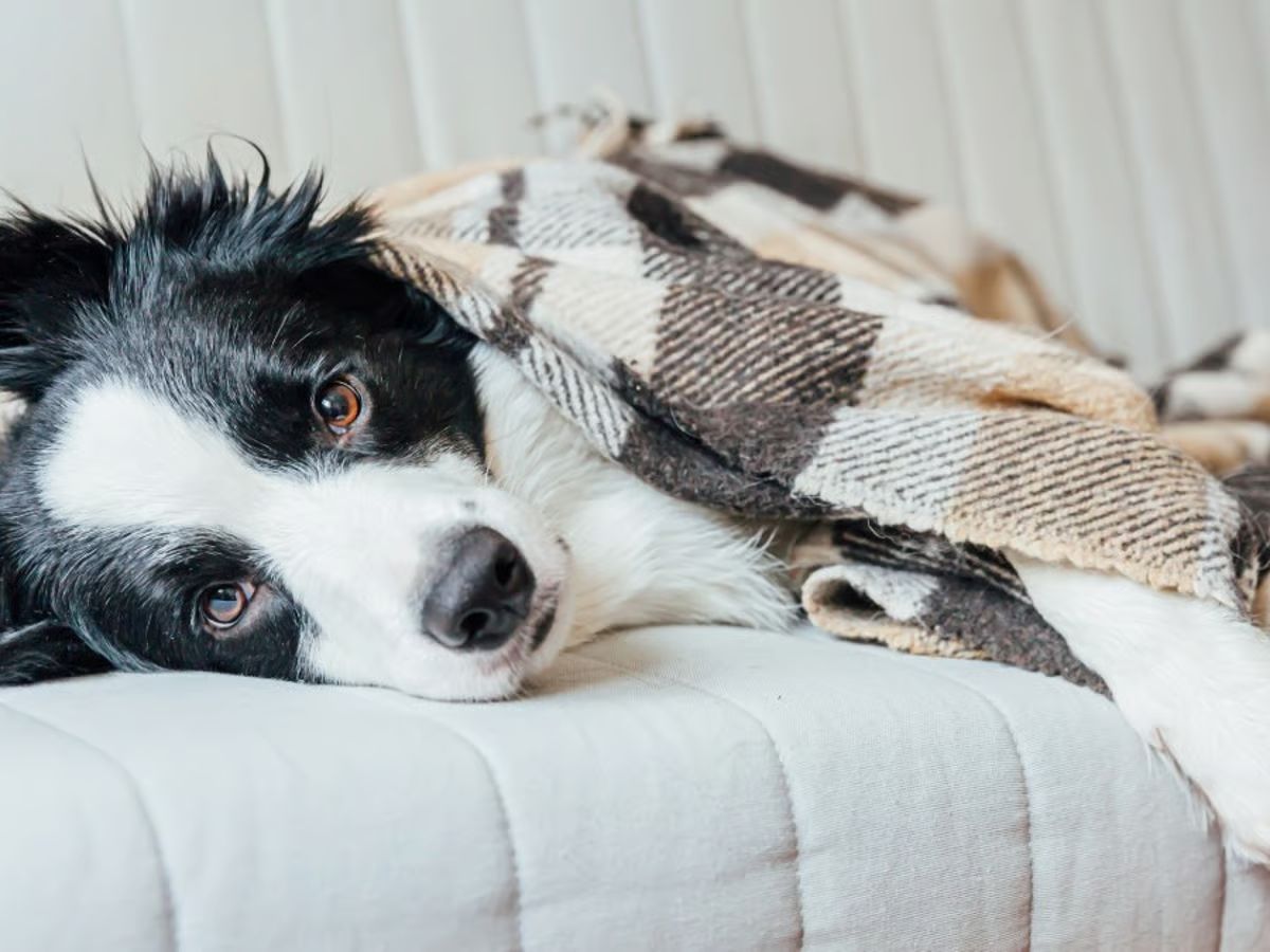 un chien avec un plaid sur lui car il a froid un chien avec un plaid sur lui car il a froid