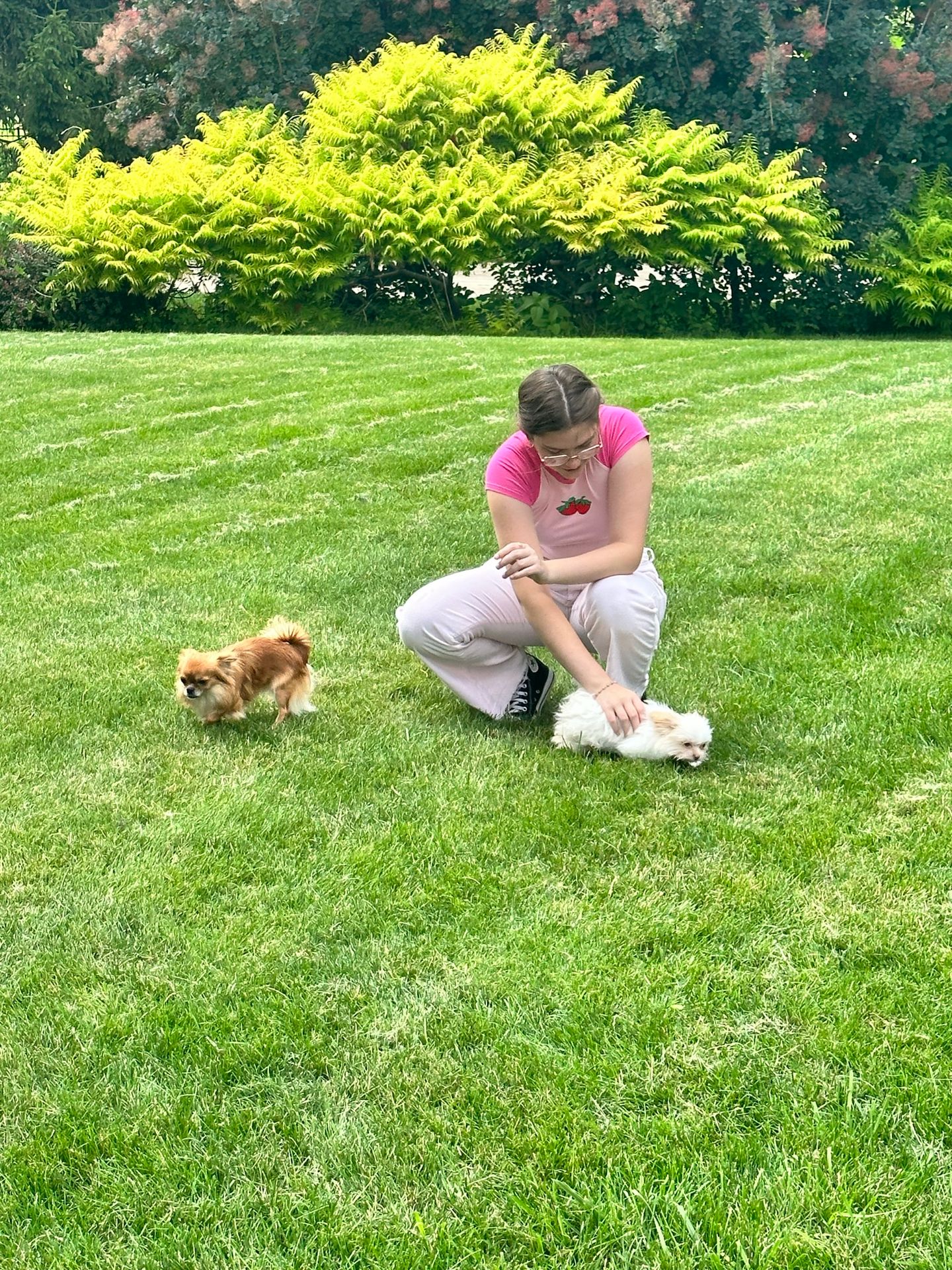 dog training dog training
