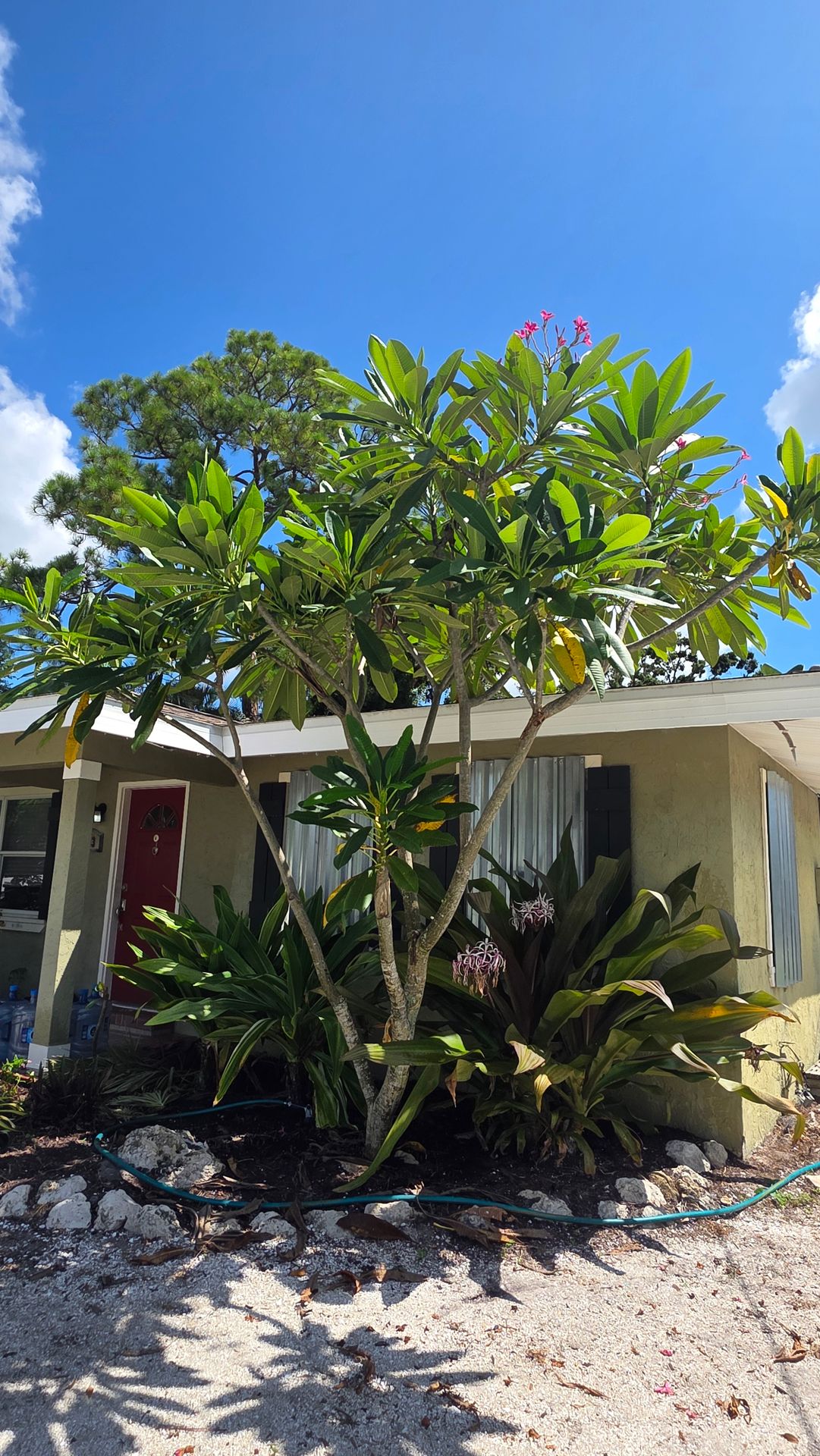Mature Crinum growing as a large tropical accent in a Sarasota residential landscape Mature Crinum growing as a large tropical accent in a Sarasota residential landscape
