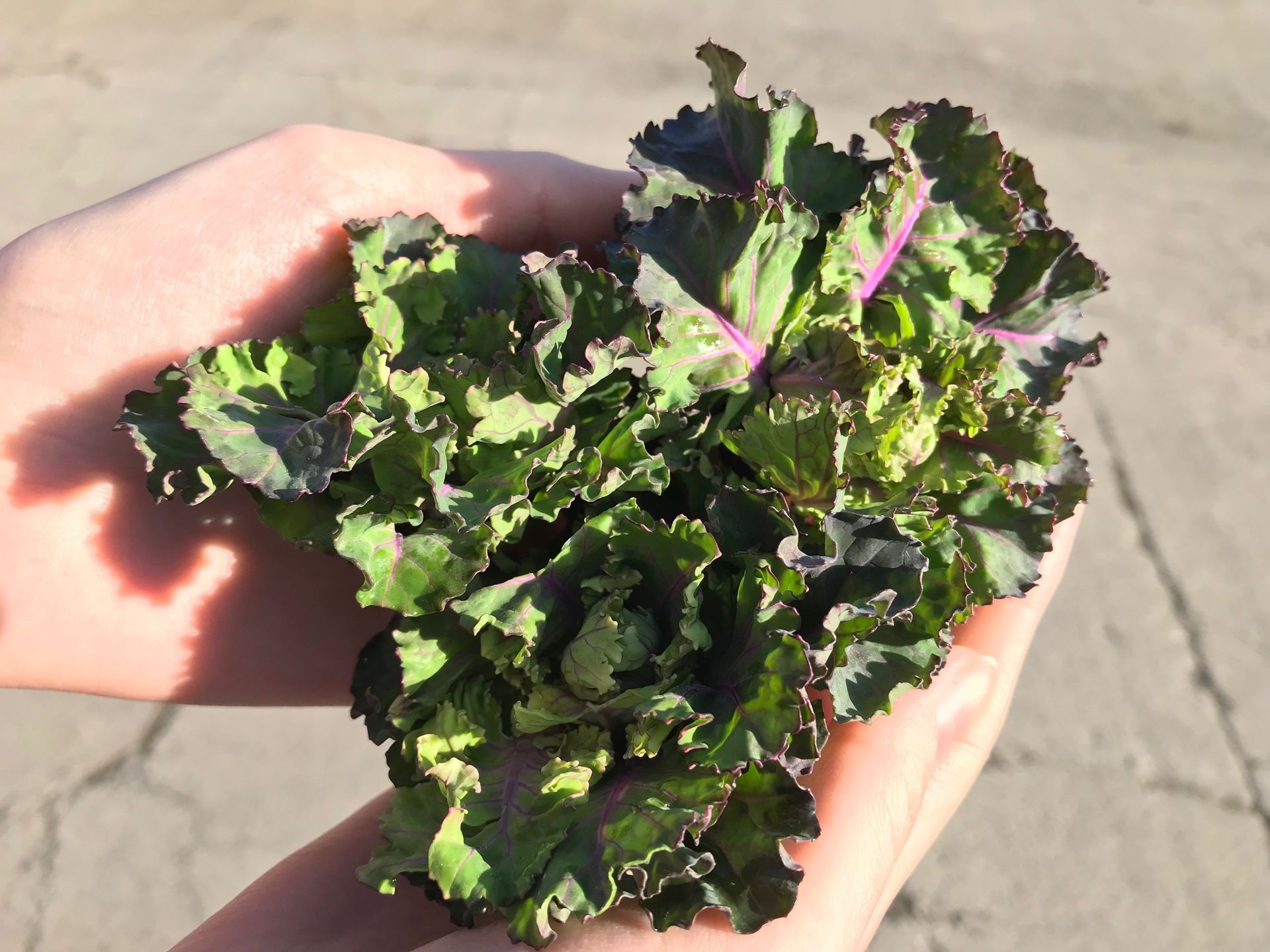 Green leafy produce held in the sunshine