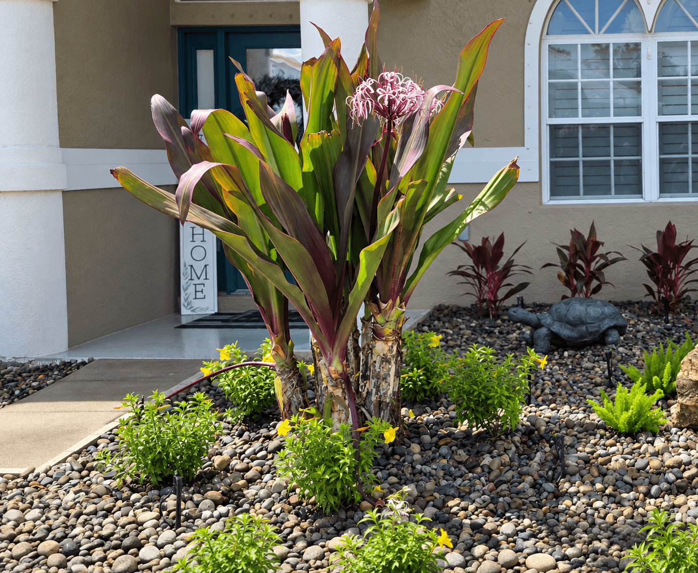 Queen Emma Crinum with deep burgundy and purple-red foliage in a sunny Sarasota landscape Queen Emma Crinum with deep burgundy and purple-red foliage in a sunny Sarasota landscape