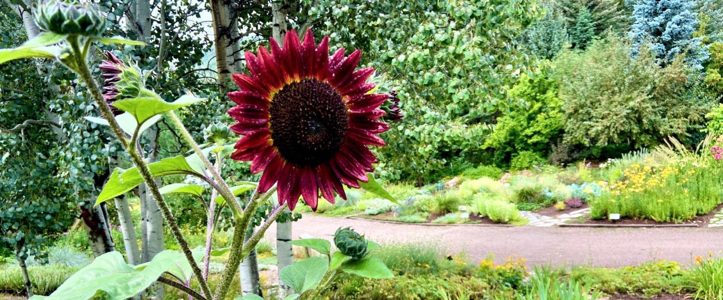 Steamboat Springs Real Estate Your Trusted Colorado Realtors