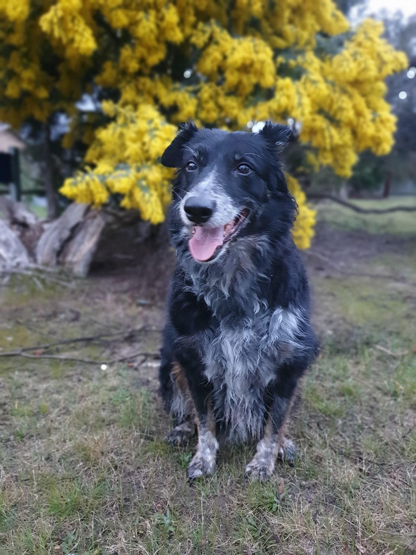 reiki practitioner animals