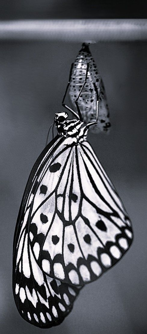 Close-up of a butterfly emerging from its chrysalis, symbolizing personal transformation and the necessity of change to break free from burnout and stagnation.
