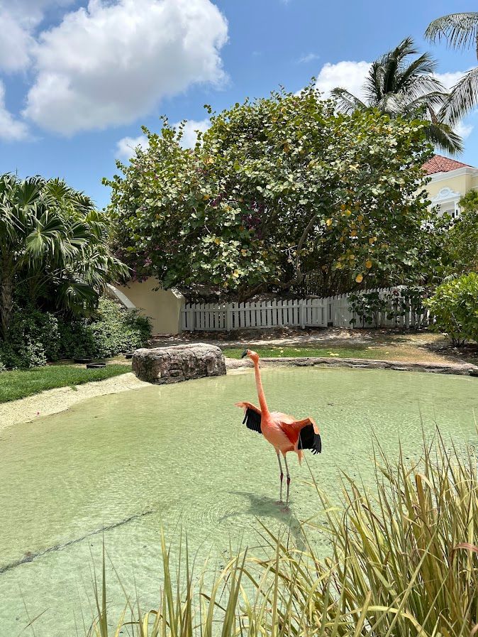 Catching a glimpse of the on-site flamingos before they perform their flamingo parade in Nassau, Bahamas