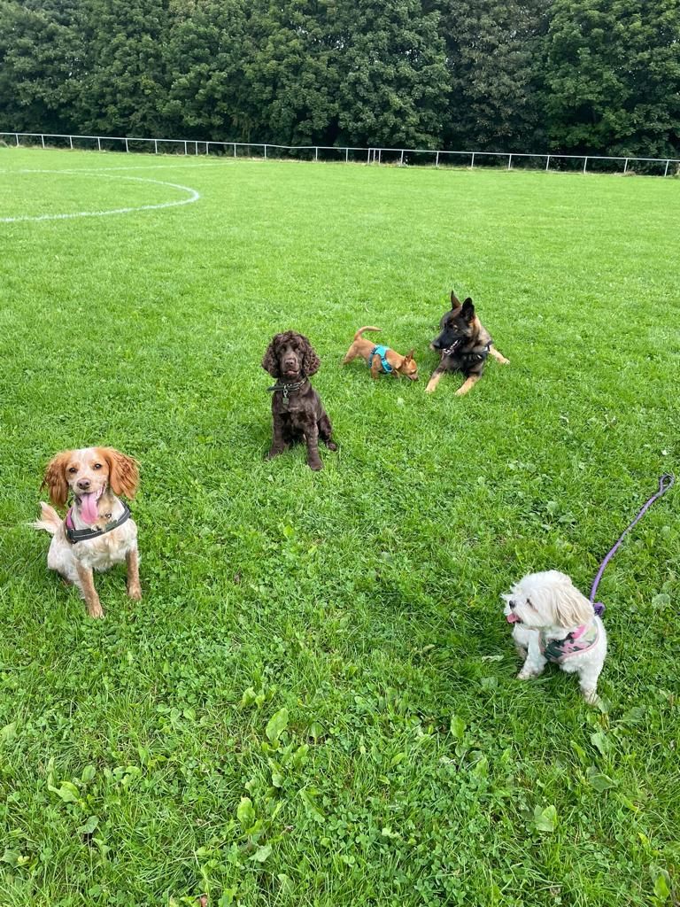 safe dog walking