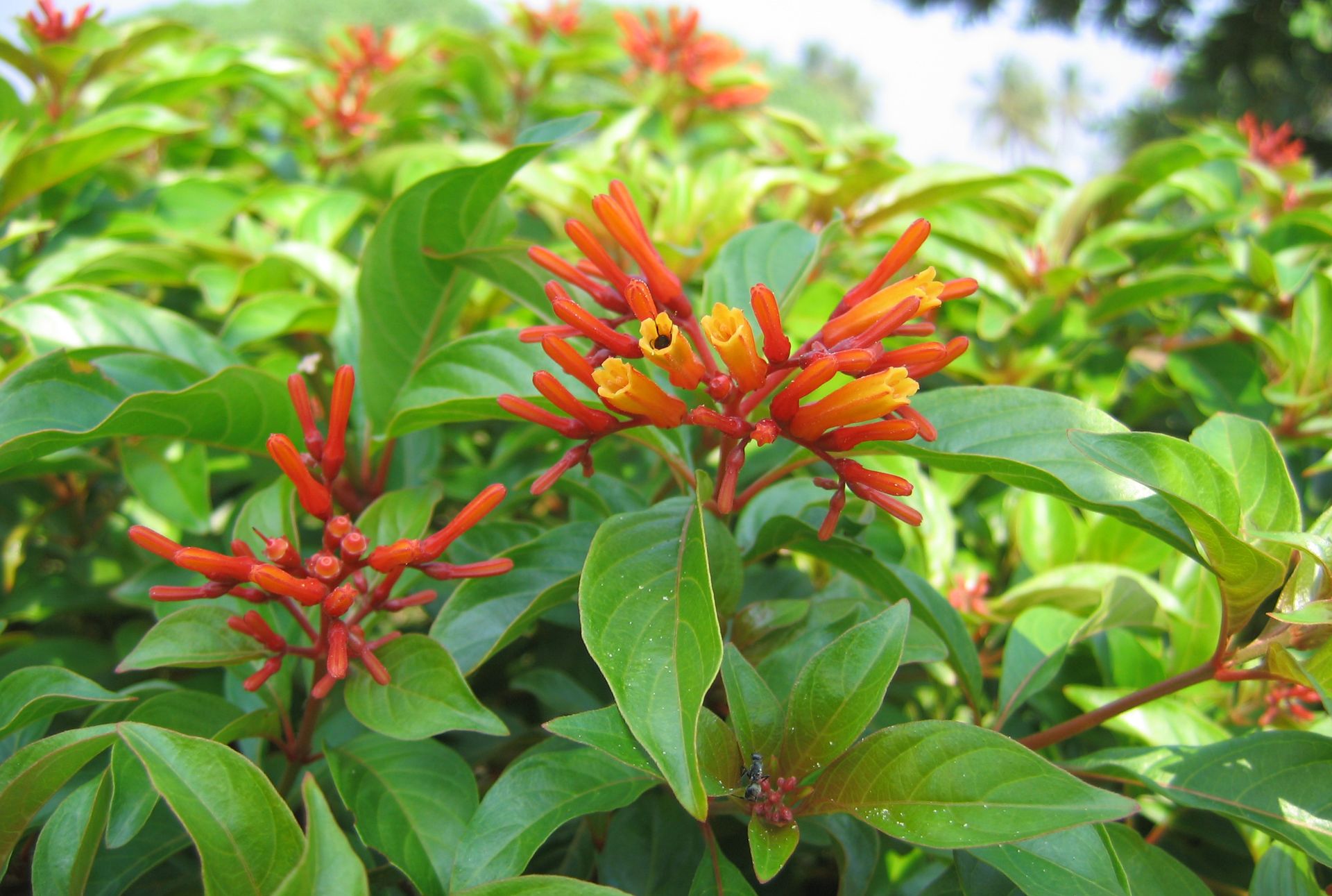 Close-up of orange red tubular Firebush flowers Close-up of orange red tubular Firebush flowers