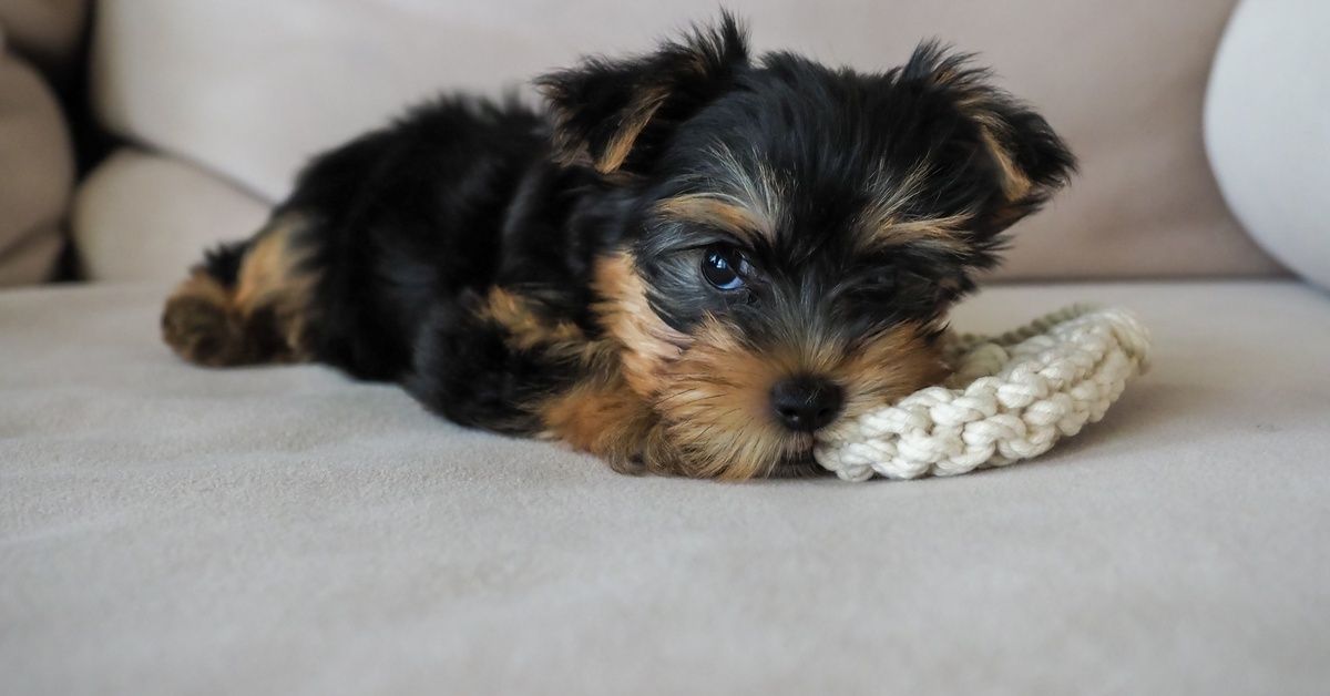 A teacup Yorkshire puppy lays on the beige couch with a cream-colored toy under its chin. The puppy is black and brown. A teacup Yorkshire puppy lays on the beige couch with a cream-colored toy under its chin. The puppy is black and brown.