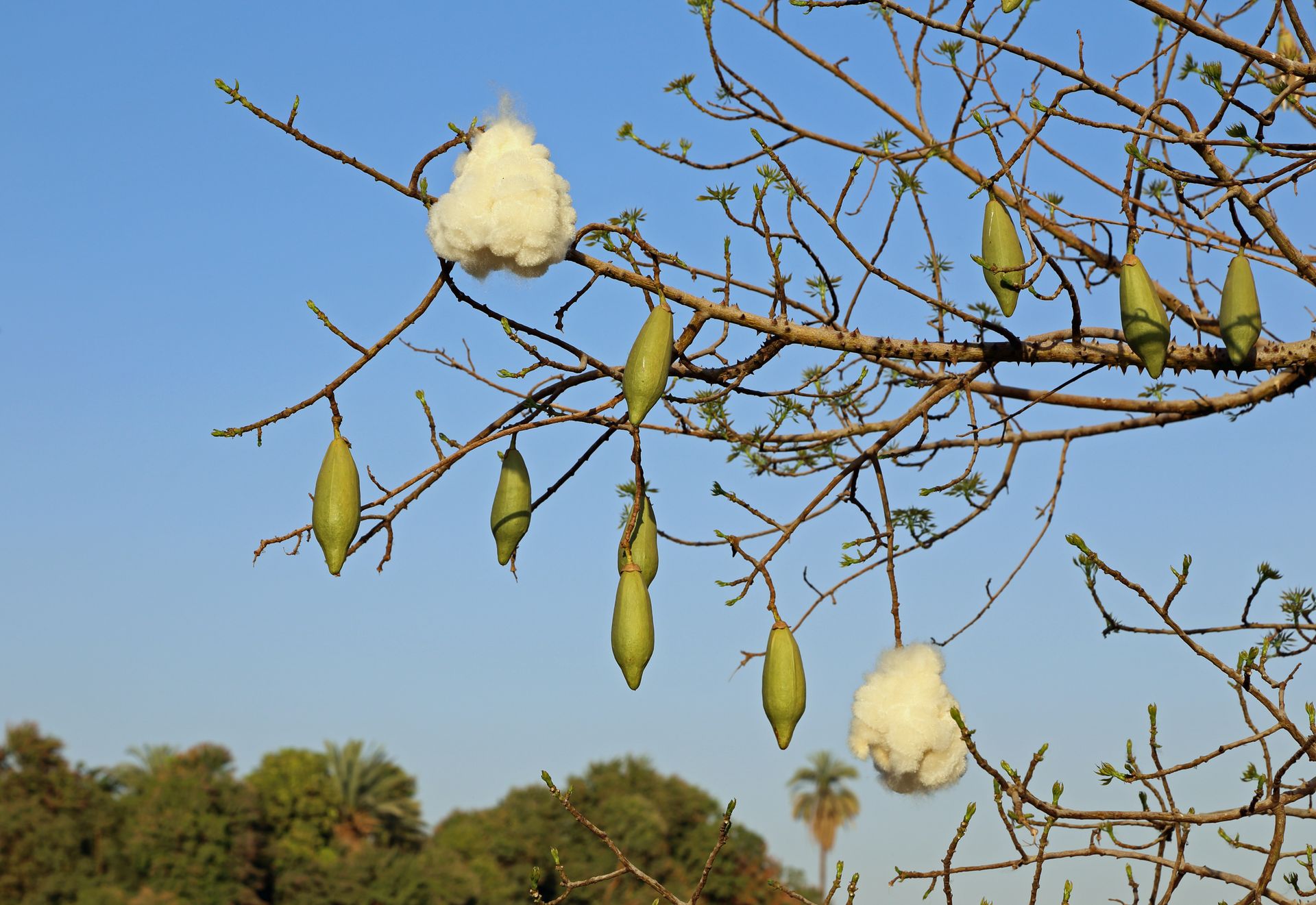 Open Silk Floss Tree seed pods revealing white cotton-like fibers