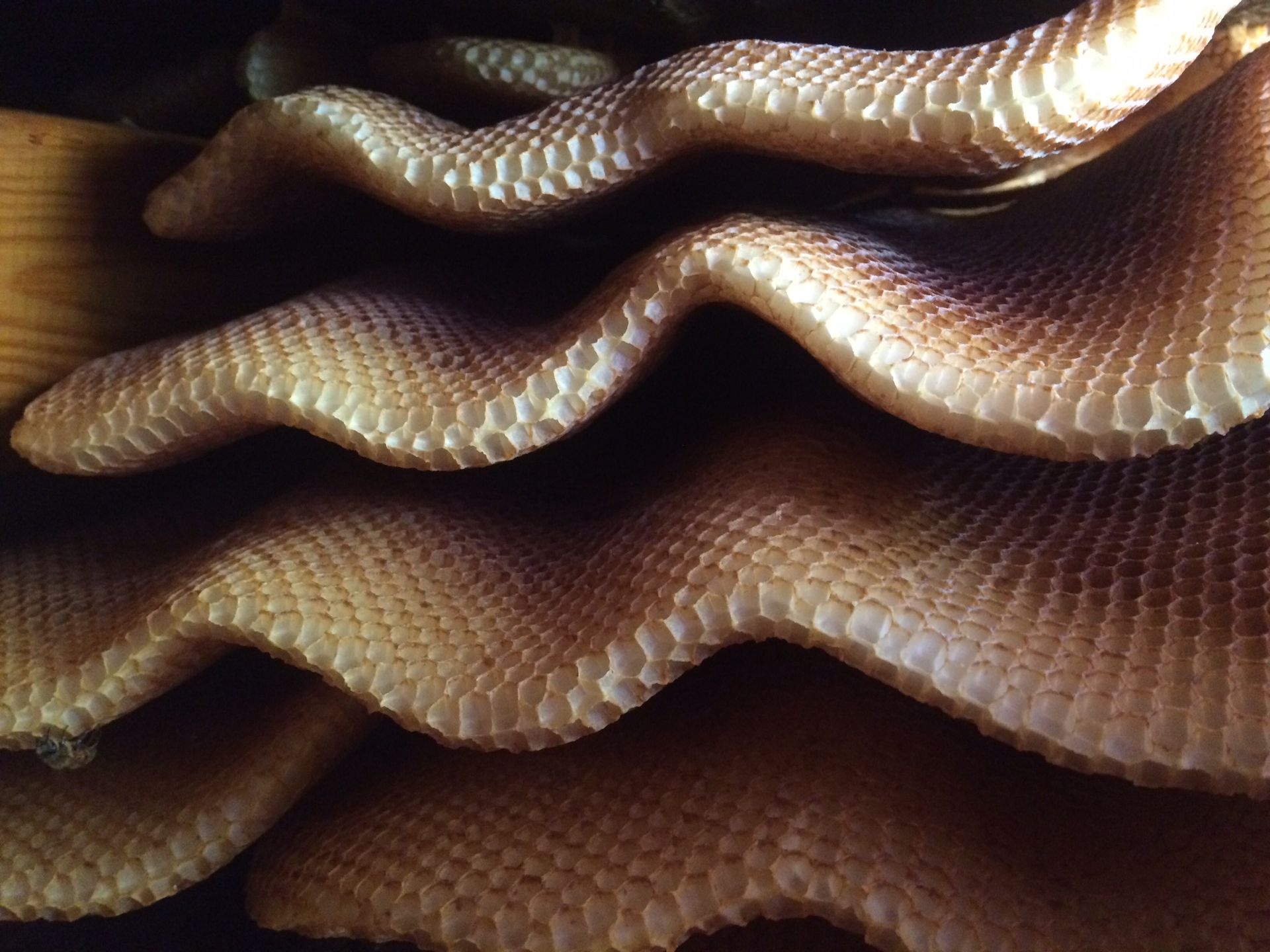 honey combs from bees aligned in waves honey combs from bees aligned in waves