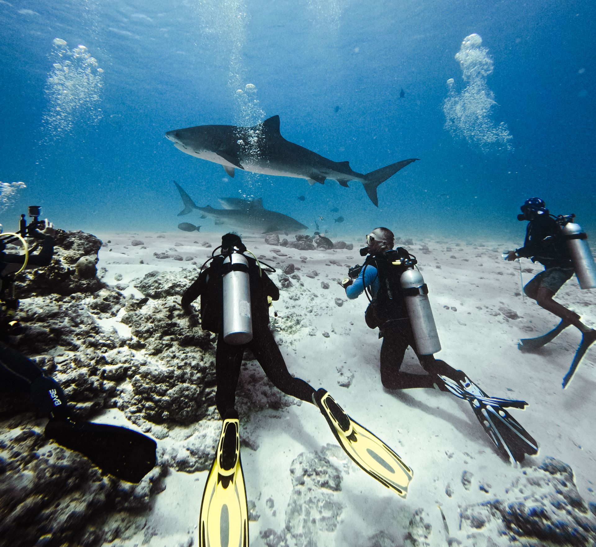 shark diving