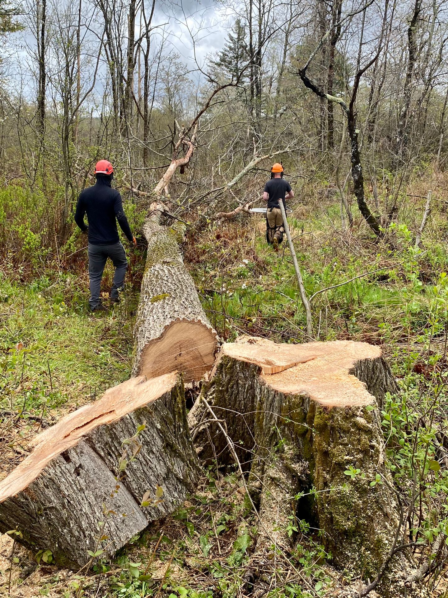 Well Rounded Tree Service crew member clearing fallen tree branches during storm damage cleanup in Central Maine.