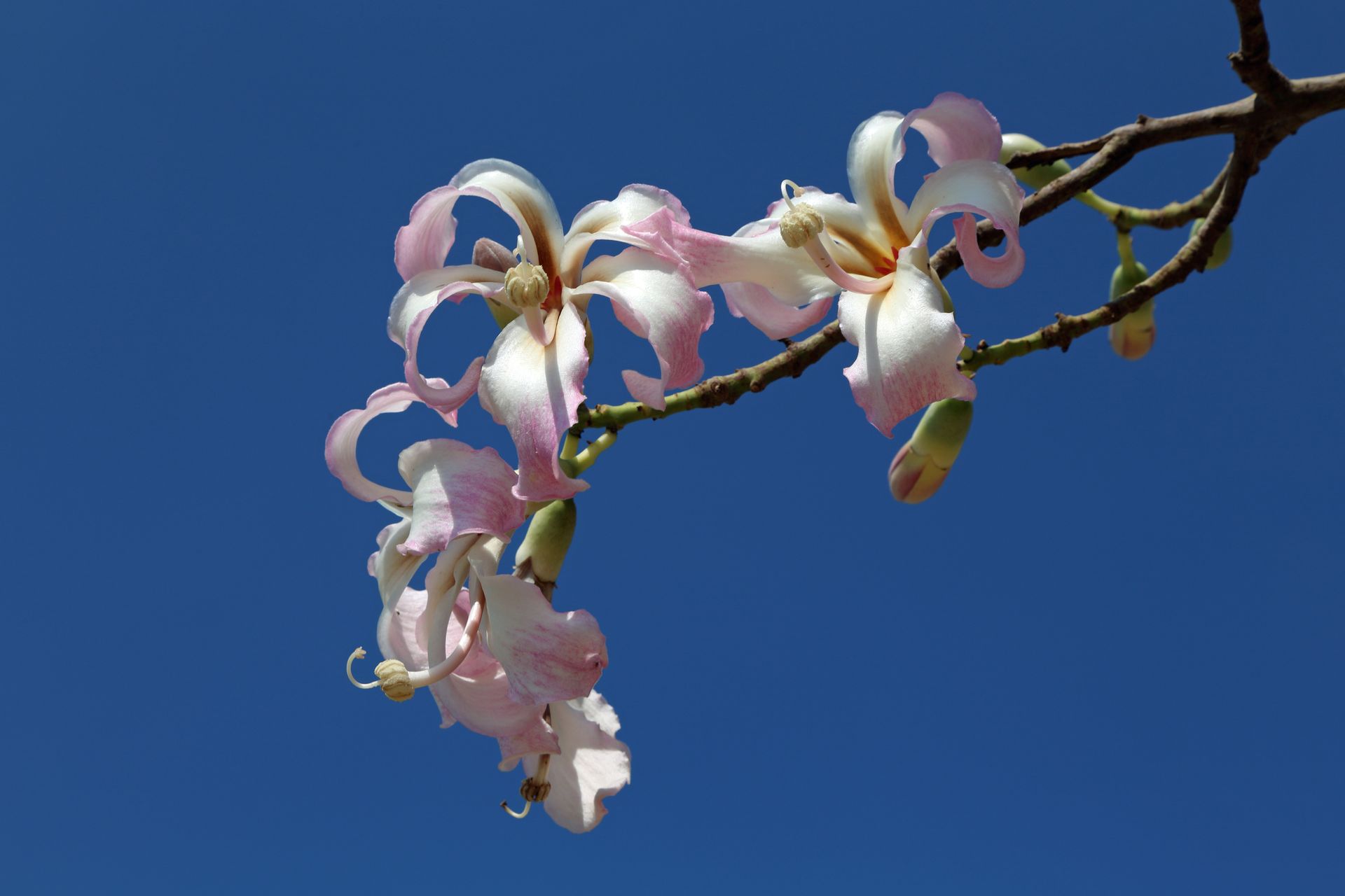 Close-up of pink Silk Floss Tree flowers with pale centers
