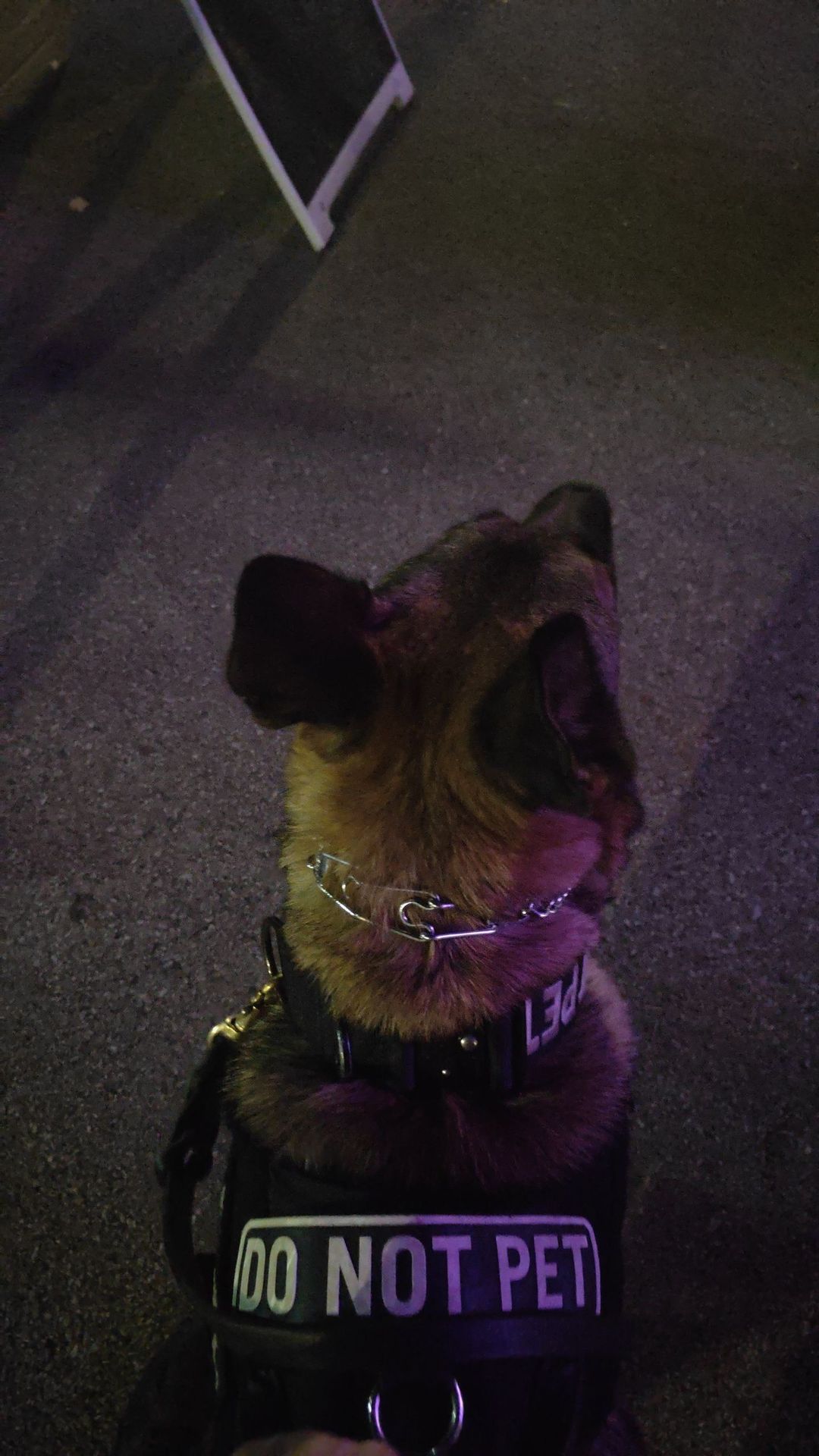 Why You Don’t Pet Working Dogs — And What It Teaches About Focus