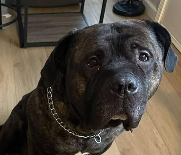 Drone pet reunification 