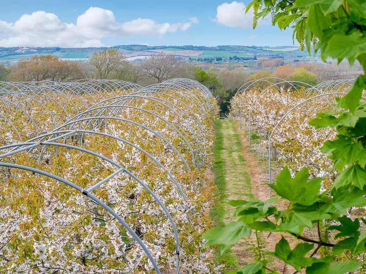 Godshill Orchards
