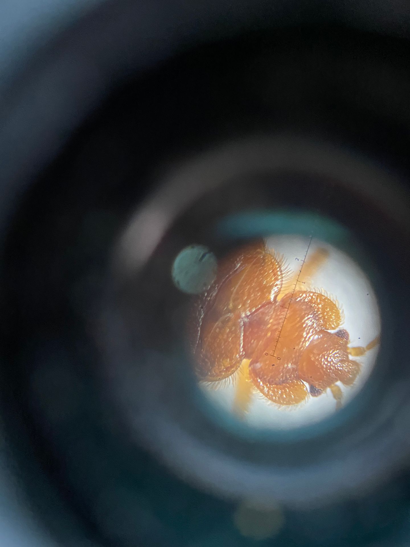 closeup view of a bed bug with ruler markings 