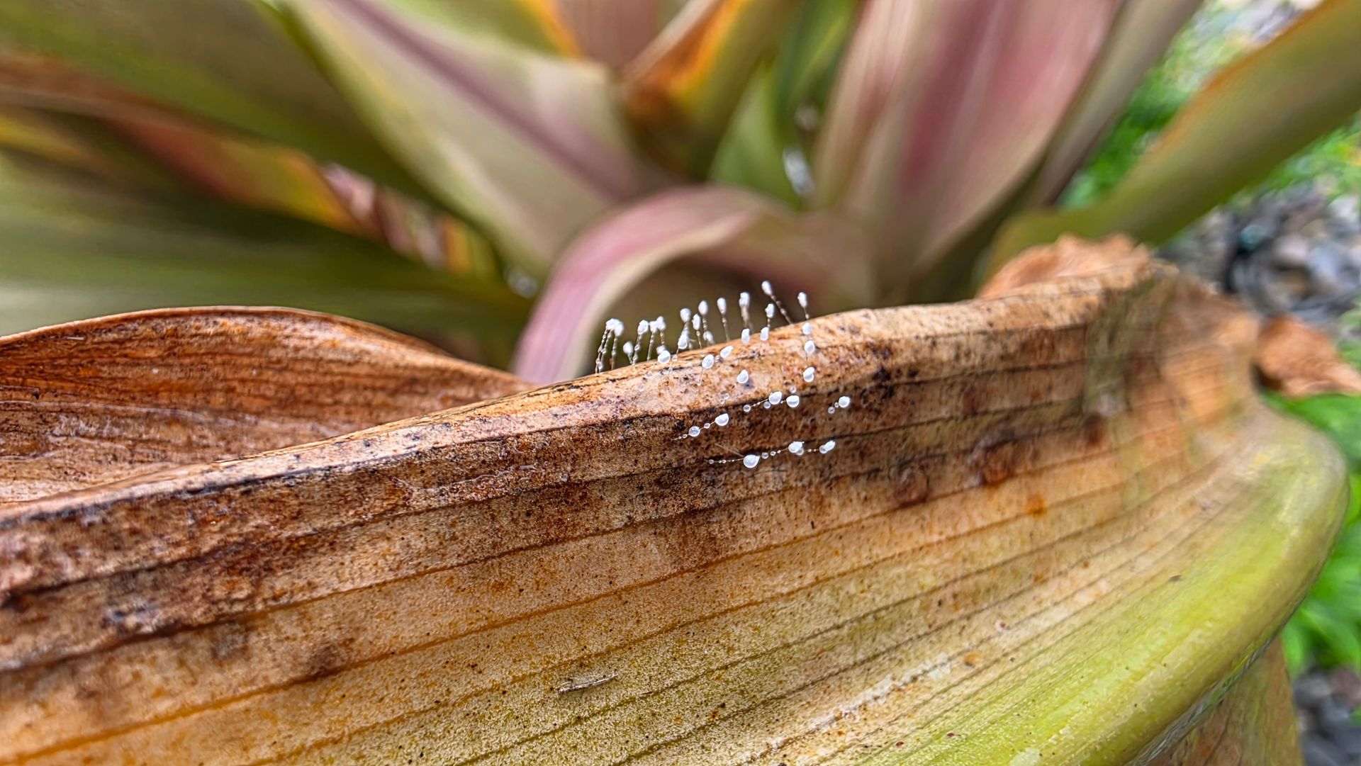 Green lacewing eggs on thin stalks attached to a brown Queen Emma Crinum leaf Green lacewing eggs on thin stalks attached to a brown Queen Emma Crinum leaf