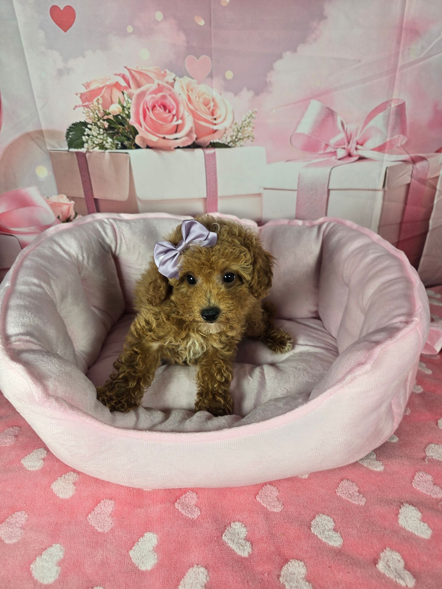 rose toy poodle We are selling a 12-inch figure of Iron Man 3 Tony Stark Rose Hill version.  #핫토이,#아이언맨3,#토니스타크,#12인치피규어,#로다쥬 on Bunjang Global Site