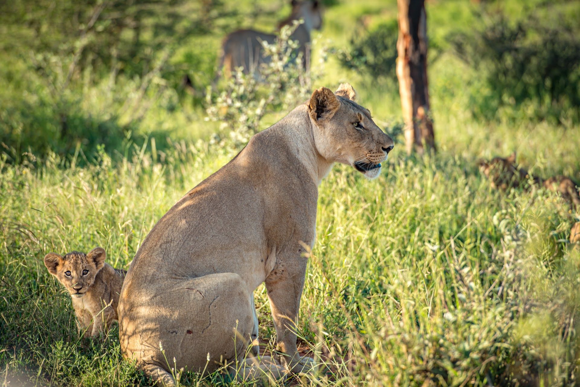 Lioness and her cub at Madikwe Game Reserve in South Africa