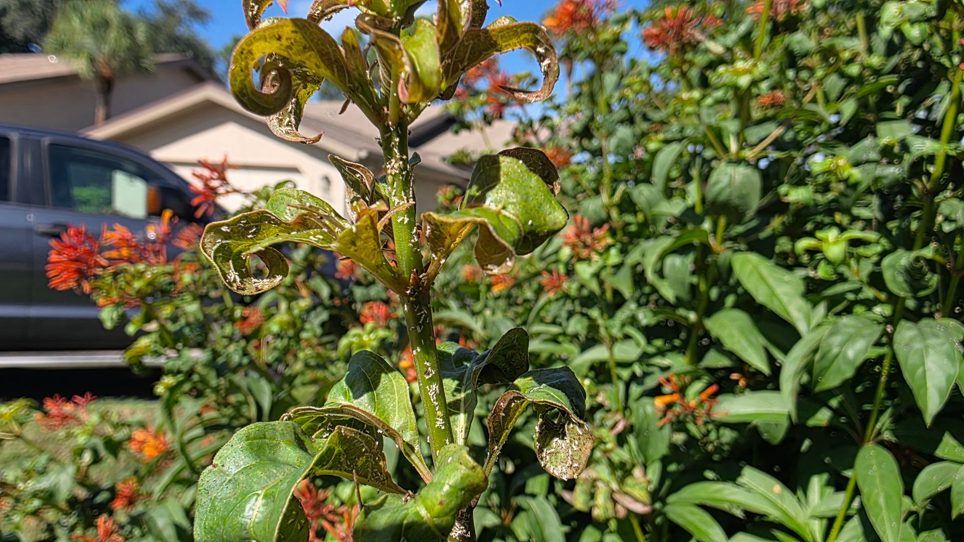 Close-up of distorted Firebush leaves and small insects on new growth Close-up of distorted Firebush leaves and small insects on new growth
