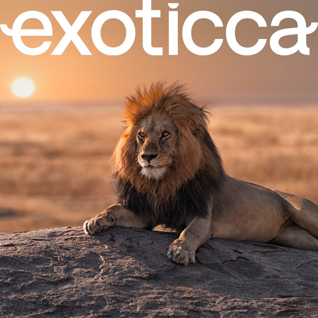 A close-up photograph of a large male lion with a full mane, resting on a rocky outcrop in the savanna at sunset. The word 