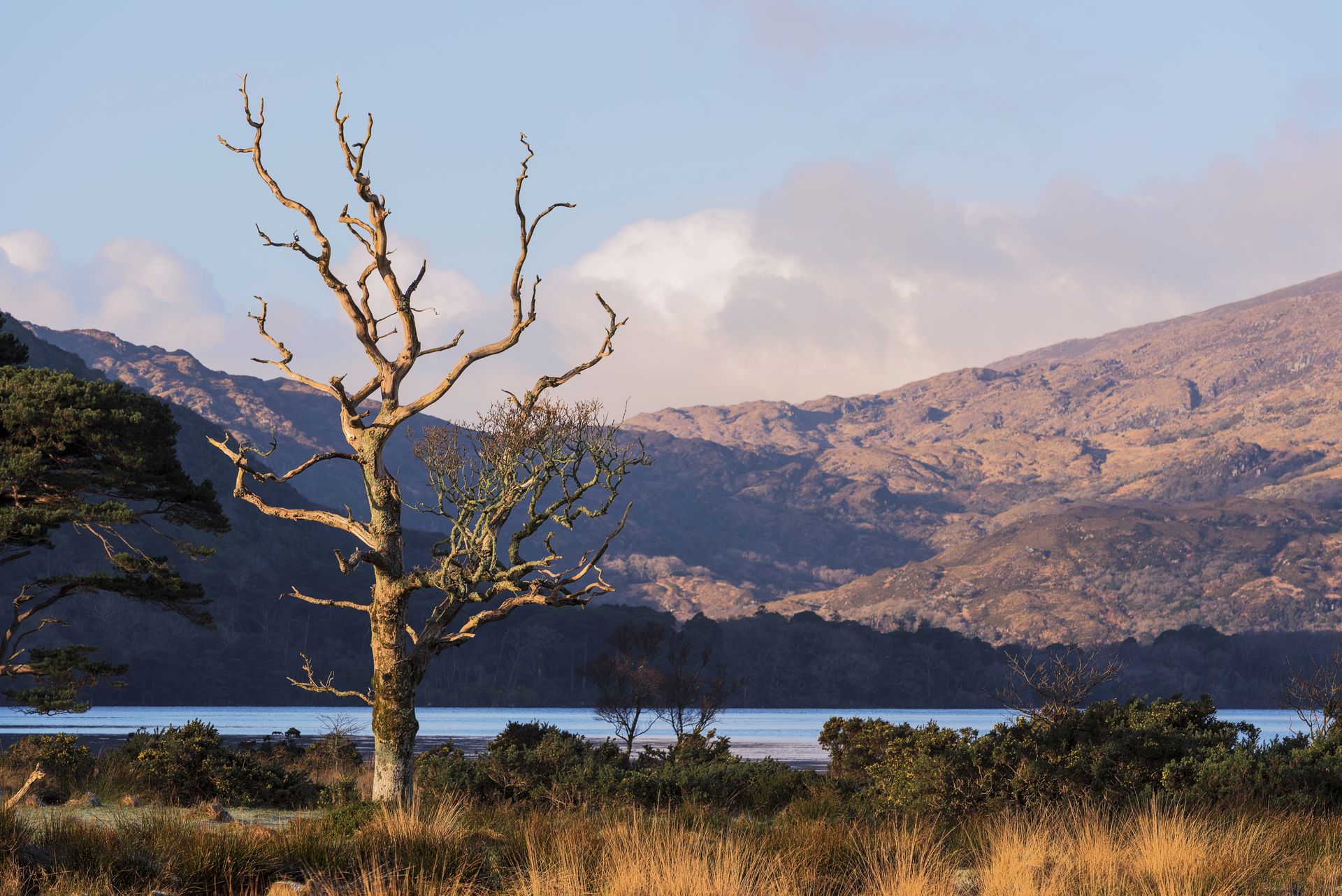 Photo d'un paysage avec un arbre mort juste devant Photo d'un paysage avec un arbre mort juste devant