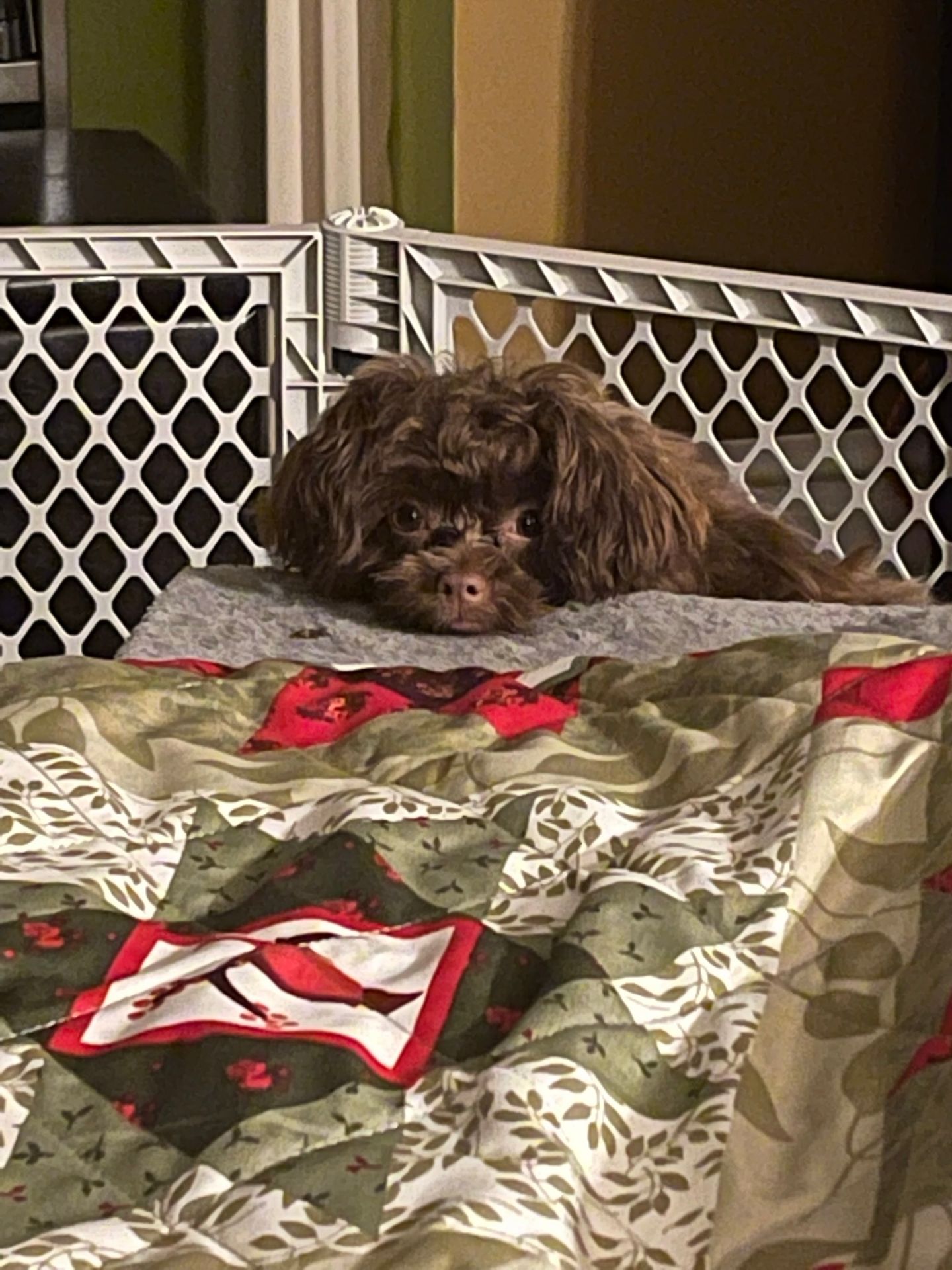 dog care dog care