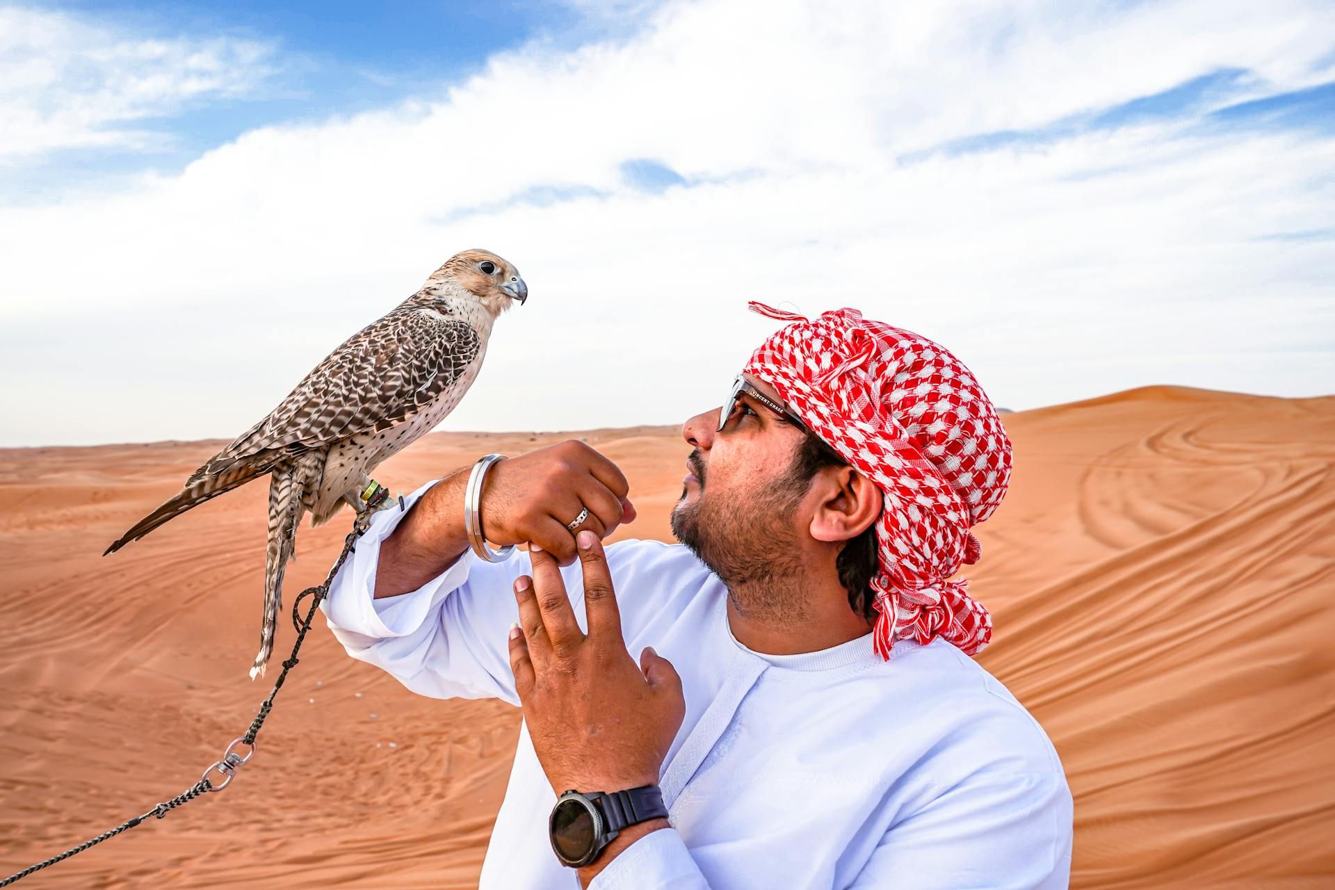 Falcon on man's arm in the desert Falcon on man's arm in the desert