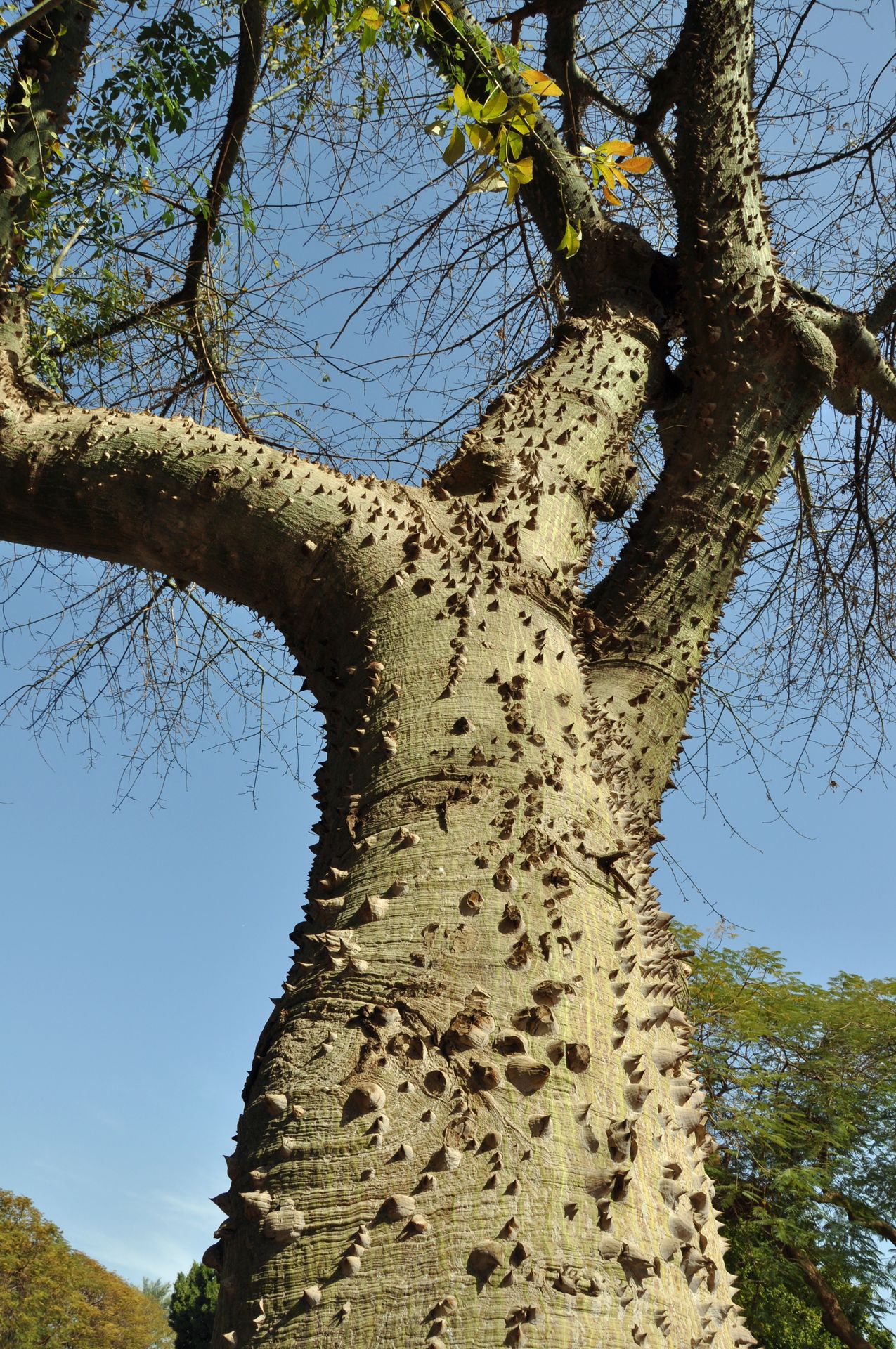 Silk Floss Tree trunk heavily covered with sharp cone-shaped thorns