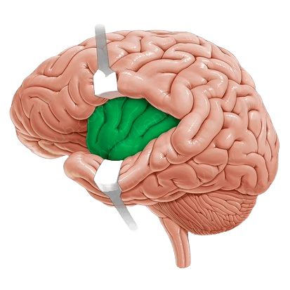 the insula inside a human brain the insula inside a human brain