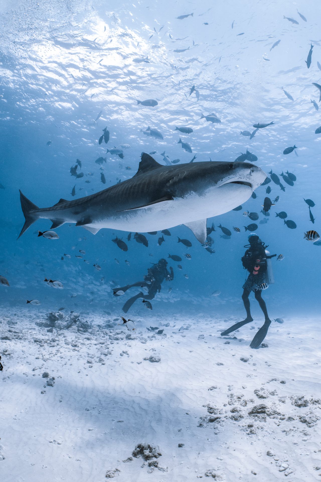 scuba diving