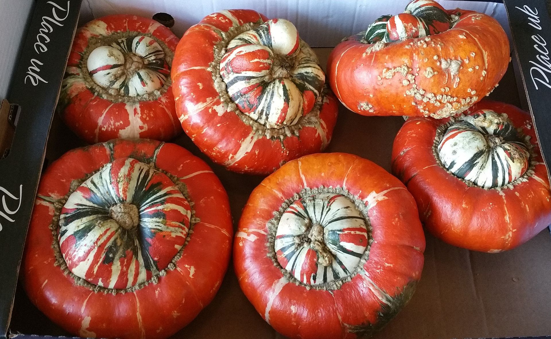 Deep orange gourds