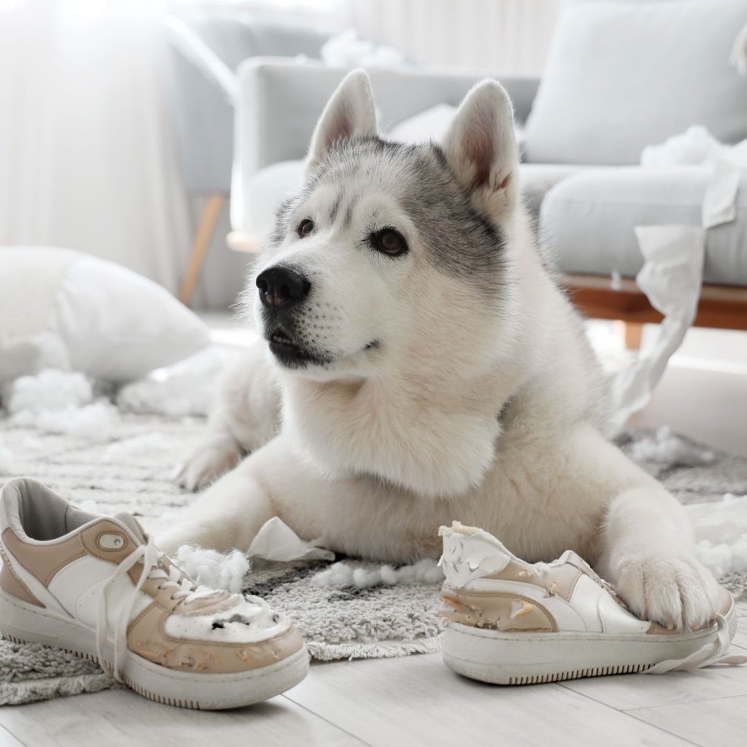 Border collie puppy and destroyed cushion Border collie puppy and destroyed cushion