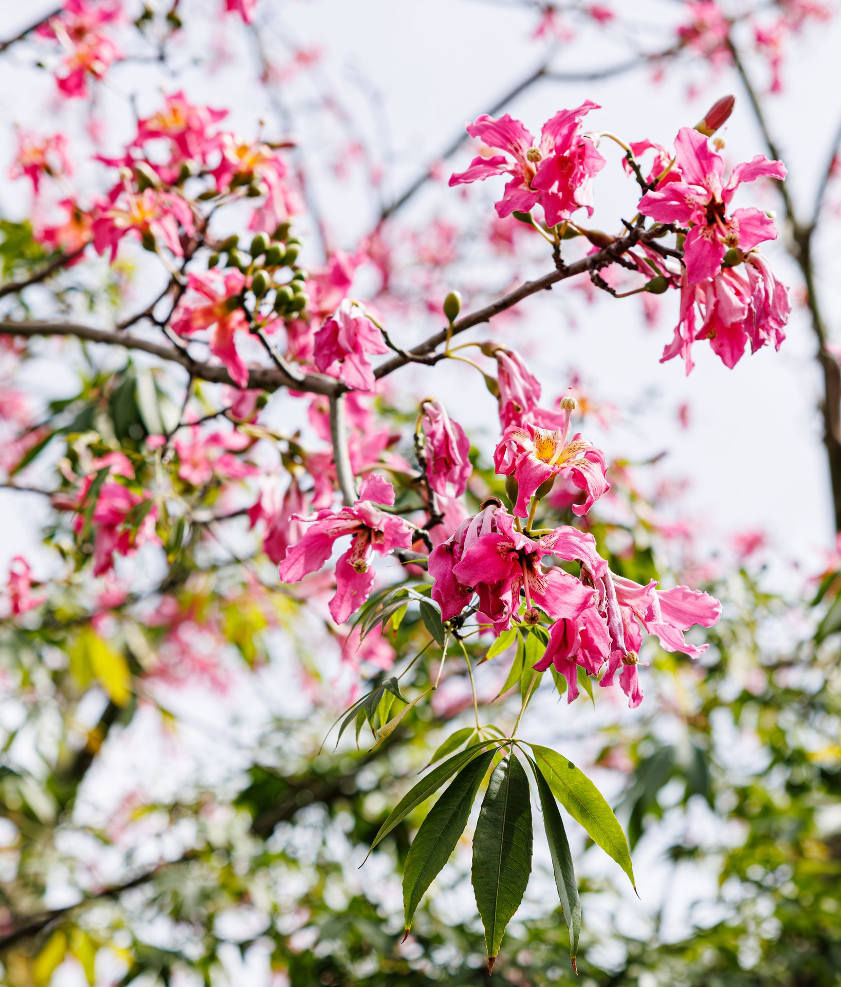 Pink Silk Floss Tree flowers blooming densely along the branches